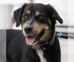 Trev - Male Labrador Retriever-Unknown Mix Dog for Adoption - Small photo