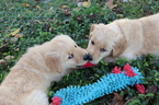 Small Photo #12 Golden Retriever Puppy For Sale in HARRISON, TN, USA