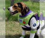 Small #6 Treeing Walker Coonhound
