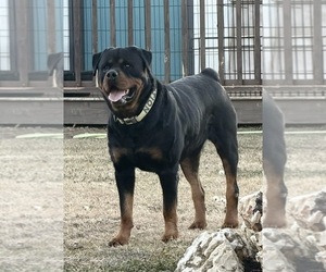 Father of the Rottweiler puppies born on 10/16/2025