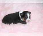 Small Photo #30 Aussie-Corgi Puppy For Sale in LIND, WA, USA
