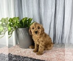Small Photo #3 Cavapoo Puppy For Sale in GREENWOOD, IN, USA