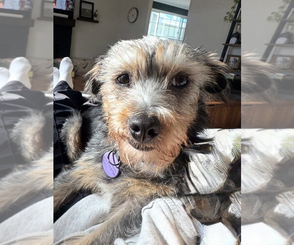 Medium Photo #2 Mutt Puppy For Sale in San Diego, CA, USA