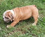 Small Photo #20 Bulldog Puppy For Sale in GREEN FOREST, AR, USA