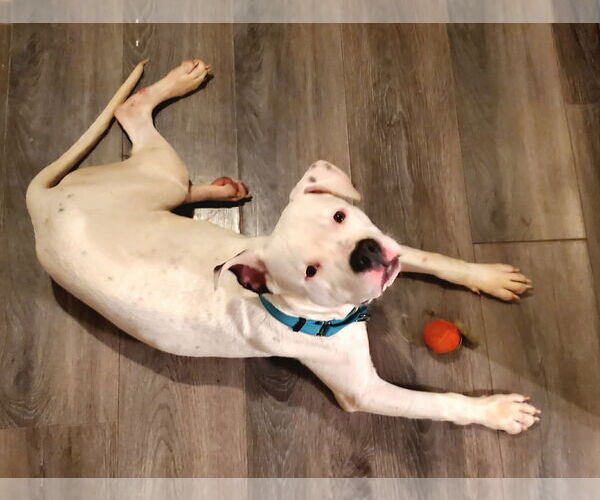 Medium Photo #3 American Bulldog-Unknown Mix Puppy For Sale in Strongsville, OH, USA