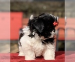 Small Photo #5 Mal-Shi Puppy For Sale in BUFORD, GA, USA