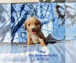 Small Photo #12 Goldendoodle (Miniature) Puppy For Sale in TOPEKA, IN, USA