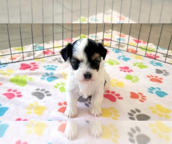 Medium Photo #14 Havanese Puppy For Sale in ORO VALLEY, AZ, USA