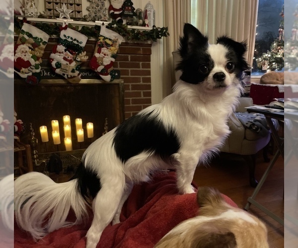 Medium Photo #1 Chihuahua Puppy For Sale in LYNCHBURG, VA, USA