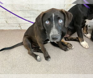 Labrador Retriever Dogs for adoption in San Bernardino, CA, USA