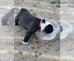 Puppy Puppy 2 English Bulldog
