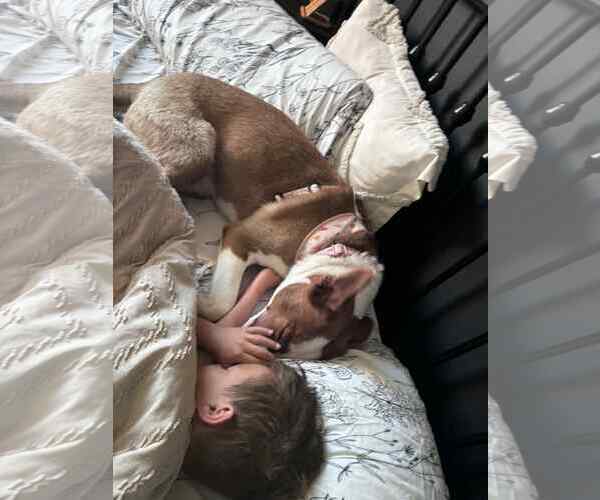Medium Photo #10 American Pit Bull Terrier-Border Collie Mix Puppy For Sale in Princeton, MN, USA