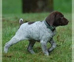 Small Photo #3 German Shorthaired Pointer Puppy For Sale in LEBANON, CT, USA