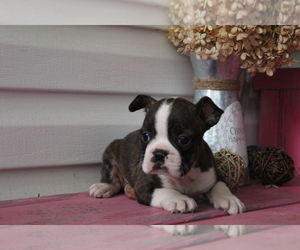 Faux Frenchbo Bulldog Puppy for sale in SEARS, MI, USA