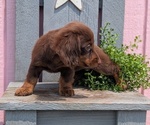 Small #1 Dachshund