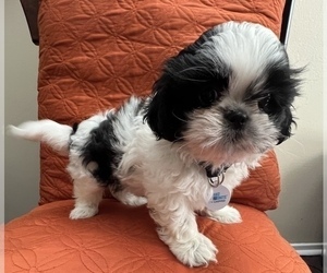 Shih Tzu Puppy for Sale in DOWNEY, California USA