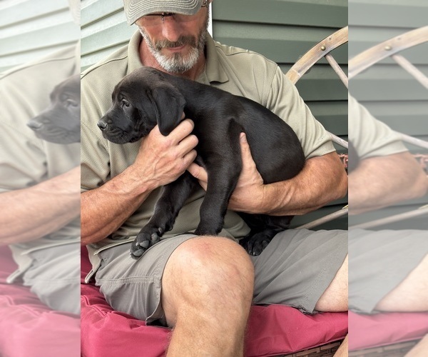 Medium Photo #34 Rotticorso Puppy For Sale in REEVESVILLE, SC, USA