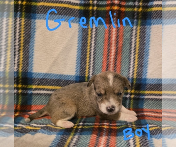 Medium Photo #11 Chizer Puppy For Sale in MONTEZUMA, GA, USA