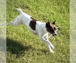 Small #3 Rat Terrier