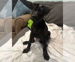 Small #13 Labrador Retriever Mix