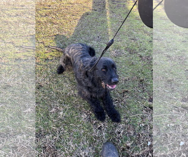 Medium Photo #2 Labrador Retriever Puppy For Sale in Harrison, AR, USA