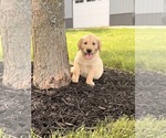 Small Golden Retriever