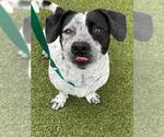 Small Basset Hound Mix