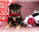 Small Photo #6 Shiba Inu Puppy For Sale in CLAY, PA, USA