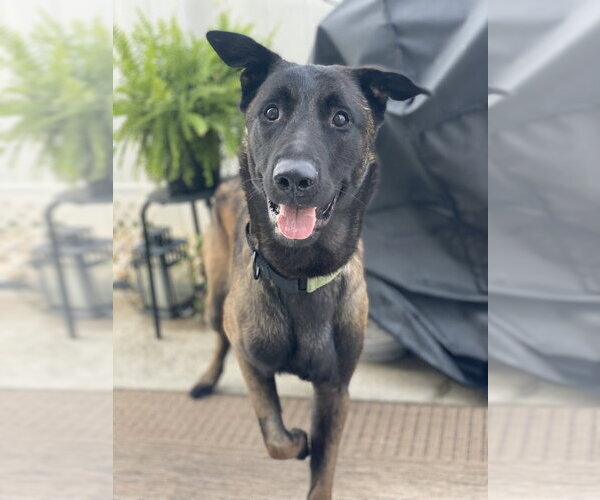 Medium Photo #10 Mutt Puppy For Sale in Imlay City, MI, USA