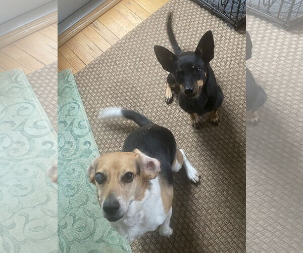 Medium Photo #3 American Rat Pinscher Puppy For Sale in Mobile, AL, USA