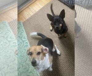 Elaine - Female American Rat Pinscher Dog for Adoption - Photo #3