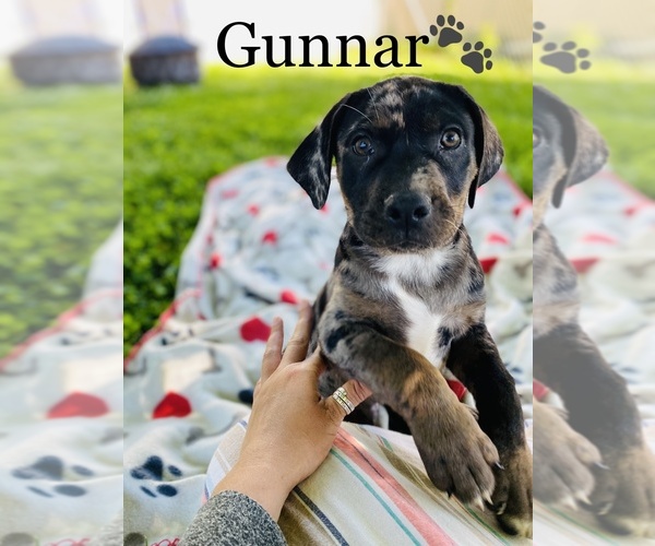 Medium Photo #10 Catahoula Leopard Dog Puppy For Sale in COOKEVILLE, TN, USA