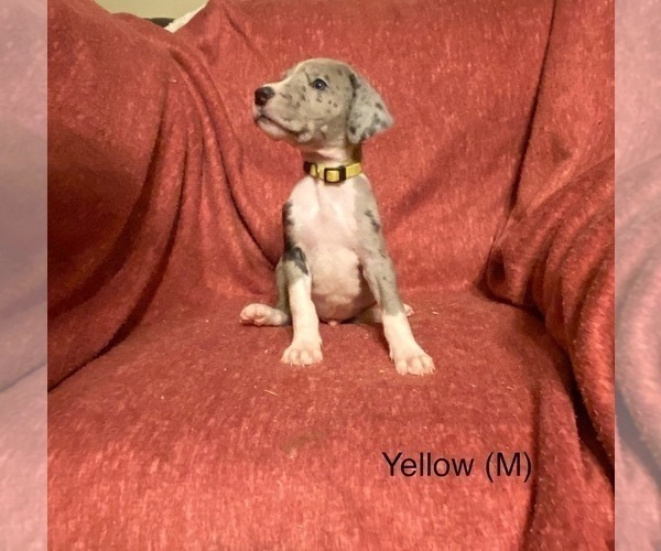 Medium Photo #2 Great Dane Puppy For Sale in LIBERTY, MO, USA