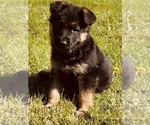 Small Photo #2 German Shepherd Dog Puppy For Sale in COLBERT, WA, USA