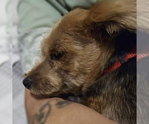 Medium Photo #7 Mutt Puppy For Sale in Fargo, ND, USA