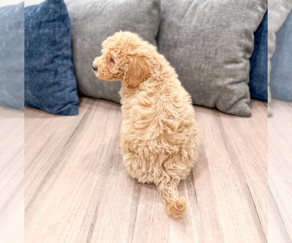 Medium Photo #35 Miniature Labradoodle Puppy For Sale in MILLERSBURG, OH, USA