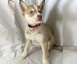 Small Photo #2 Siberian Husky Puppy For Sale in ORANGE, CA, USA