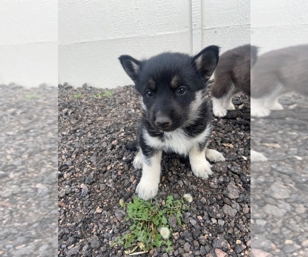 Medium Photo #1 Akita-Siberian Husky Mix Puppy For Sale in BLACK FOREST, CO, USA