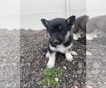 Small Photo #1 Akita-Siberian Husky Mix Puppy For Sale in BLACK FOREST, CO, USA