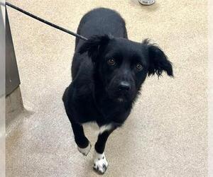 Border Collie Dogs for adoption in Santa Maria, CA, USA