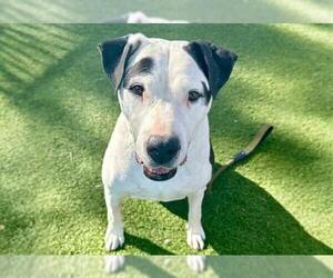 Staffordshire Bull Terrier-Unknown Mix Dogs for adoption in Las Vegas, NV, USA