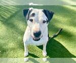 Small Staffordshire Bull Terrier Mix