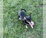 Small #1 Chihuahua