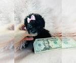 Small #35 Poodle (Toy)