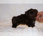 Small #3 Shih Tzu