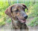 Small #4 Mountain Cur Mix