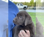 Small Photo #4 Labrador Retriever Puppy For Sale in MADERA, CA, USA