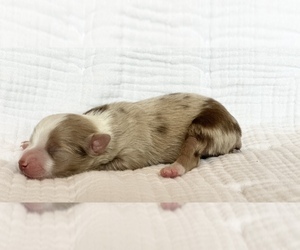Miniature Australian Shepherd Puppy for sale in LANDRUM, SC, USA