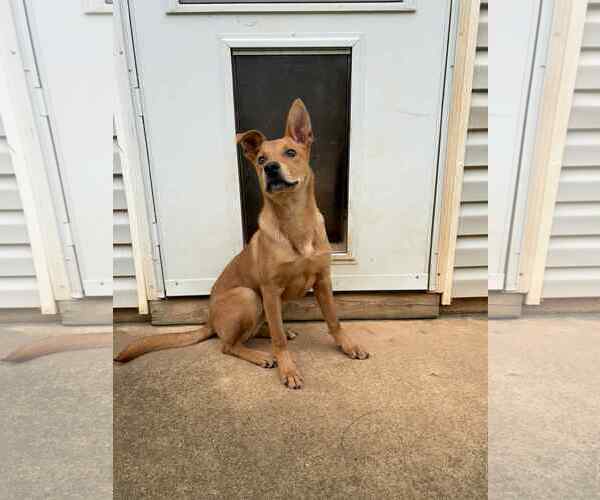 Medium Photo #3 Mutt Puppy For Sale in Greenville, SC, USA