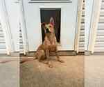 Small #2 Mutt